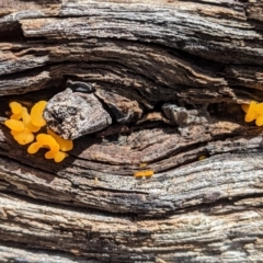 Dacryopinax spathularia (Dacryopinax spathularia) at Red Hill to Yarralumla Creek - 24 Mar 2021 by JackyF