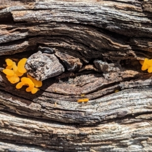 Dacryopinax spathularia at Hughes, ACT - 24 Mar 2021