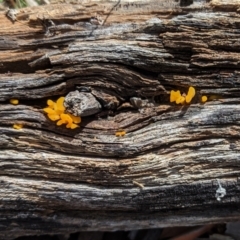 Dacryopinax spathularia at Hughes, ACT - 24 Mar 2021 03:12 PM