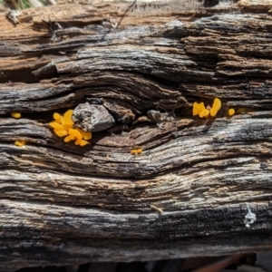 Dacryopinax spathularia at Hughes, ACT - 24 Mar 2021