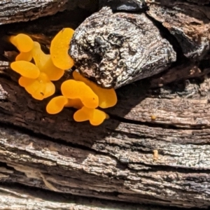 Dacryopinax spathularia at Hughes, ACT - 24 Mar 2021