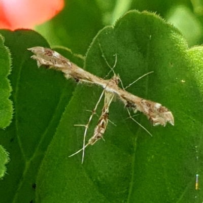 Sphenarches anisodactylus (Geranium Plume Moth) at Cook, ACT - 30 Mar 2021 by drakes