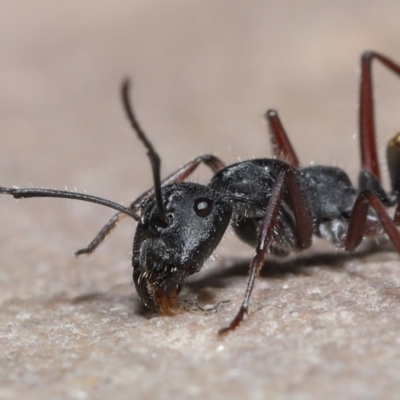 Camponotus suffusus (Golden-tailed sugar ant) at Acton, ACT - 30 Mar 2021 by TimL