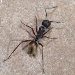 Camponotus suffusus at Acton, ACT - 30 Mar 2021