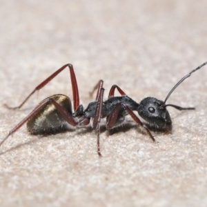Camponotus suffusus at Acton, ACT - 30 Mar 2021