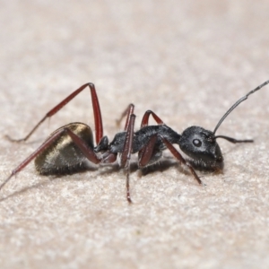 Camponotus suffusus at Acton, ACT - 30 Mar 2021 11:28 AM