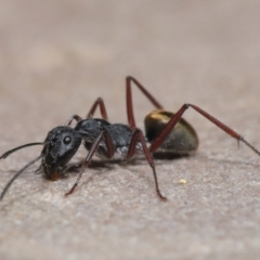 Camponotus suffusus at Acton, ACT - 30 Mar 2021 11:28 AM