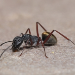 Camponotus suffusus at Acton, ACT - 30 Mar 2021 11:28 AM