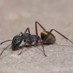 Camponotus suffusus at Acton, ACT - 30 Mar 2021