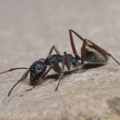 Camponotus suffusus at Acton, ACT - 30 Mar 2021 11:28 AM