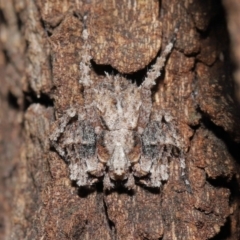 Stephanopis sp. (genus) (Knobbly crab spider) at Acton, ACT - 28 Mar 2021 by TimL