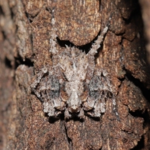 Stephanopis sp. (genus) at Acton, ACT - 28 Mar 2021