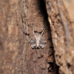 Stephanopis sp. (genus) at Acton, ACT - suppressed