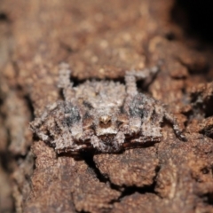 Stephanopis sp. (genus) at Acton, ACT - suppressed