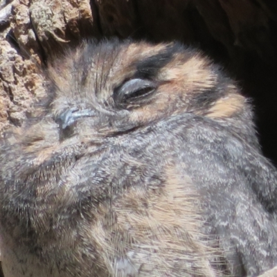 Aegotheles cristatus (Australian Owlet-nightjar) at Acton, ACT - 26 Mar 2021 by Christine