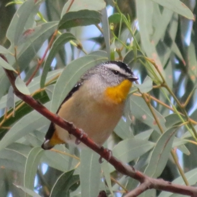 Pardalotus punctatus (Spotted Pardalote) at ANBG - 26 Mar 2021 by Christine