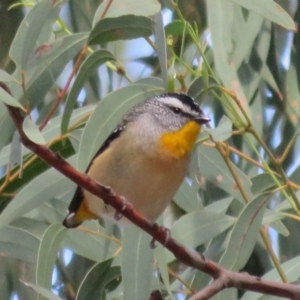 Pardalotus punctatus at Acton, ACT - 26 Mar 2021