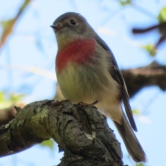 Petroica rosea (Rose Robin) at Acton, ACT - 26 Mar 2021 by Christine