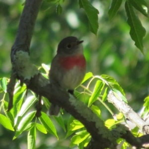 Petroica rosea at Acton, ACT - 26 Mar 2021