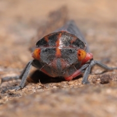 Eurymeloides lineata (Lined gumtree hopper) at Downer, ACT - 30 Mar 2021 by TimL