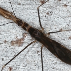 Leistarches serripes (Mantis assassin bug) at Mount Ainslie - 30 Mar 2021 by jb2602