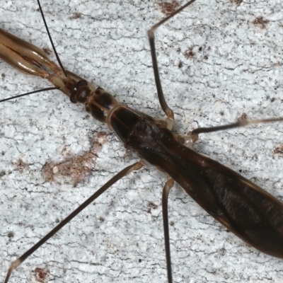 Leistarches serripes (Mantis assassin bug) at Majura, ACT - 30 Mar 2021 by jb2602