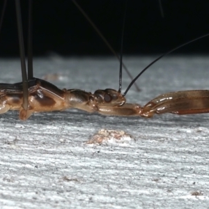 Leistarches serripes at Majura, ACT - 30 Mar 2021 08:18 PM