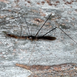 Leistarches serripes at Majura, ACT - 30 Mar 2021 08:18 PM