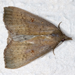 Rhapsa suscitatalis at Ainslie, ACT - 30 Mar 2021