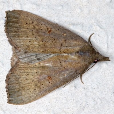 Rhapsa suscitatalis (Wedged Rhapsa) at Ainslie, ACT - 30 Mar 2021 by jb2602