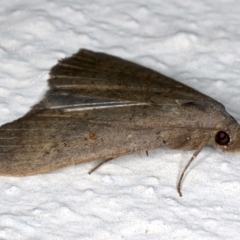 Rhapsa suscitatalis at Ainslie, ACT - 30 Mar 2021