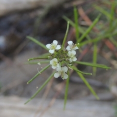 Rorippa gigantea (Forest Bitter-cress) at Paddys River, ACT - 11 Feb 2021 by MichaelBedingfield