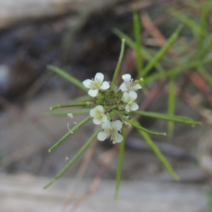 Rorippa gigantea at Paddys River, ACT - 11 Feb 2021