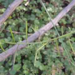 Rorippa gigantea at Paddys River, ACT - 11 Feb 2021