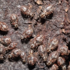 Myopsocus sp. (genus) (A Bark Louse) at ANBG - 12 Mar 2021 by TimL