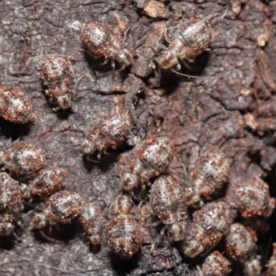 Myopsocus sp. (genus) (A Bark Louse) at Downer, ACT - 12 Mar 2021 by TimL