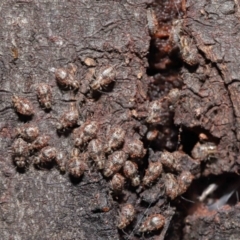 Myopsocus sp. (genus) at Downer, ACT - 12 Mar 2021