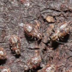 Myopsocus sp. (genus) at Downer, ACT - 12 Mar 2021