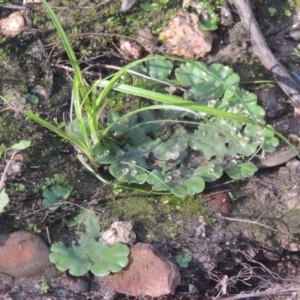 Marchantia sp. (genus) at Paddys River, ACT - 11 Feb 2021