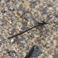 Austroargiolestes sp. (genus) (Flatwing) at Paddys River, ACT - 11 Feb 2021 by michaelb