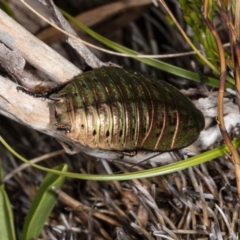 Polyzosteria viridissima (Alpine Metallic Cockroach) at Cotter River, ACT - 30 Mar 2021 by DerekC