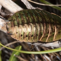 Polyzosteria viridissima at Cotter River, ACT - 30 Mar 2021