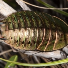 Polyzosteria viridissima at Cotter River, ACT - 30 Mar 2021