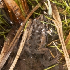 Crinia sp. (genus) (A froglet) at Cotter River, ACT - 30 Mar 2021 by DerekC