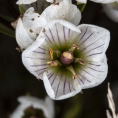 Gentianella muelleriana subsp. jingerensis (Mueller's Snow-gentian) at Namadgi National Park - 29 Mar 2021 by DerekC