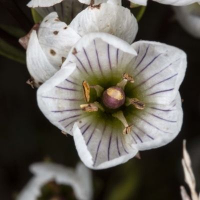 Gentianella muelleriana subsp. jingerensis (Mueller's Snow-gentian) at Namadgi National Park - 29 Mar 2021 by DerekC