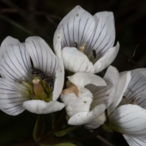 Gentianella muelleriana subsp. jingerensis at Cotter River, ACT - 30 Mar 2021