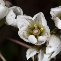 Gentianella muelleriana subsp. jingerensis at Cotter River, ACT - 30 Mar 2021