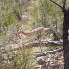 Dama dama (Fallow Deer) at Gigerline Nature Reserve - 30 Mar 2021 by ChrisHolder