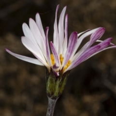 Celmisia sp. Pulchella (M.Gray & C.Totterdell 7079) Australian National Herbarium (Narrow-leaved Snow Daisy) at Namadgi National Park - 30 Mar 2021 by DerekC